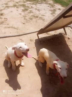 White Kohati Bull Terrier - Gultair dog pair 0