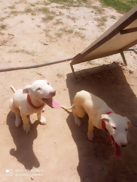White Kohati Bull Terrier - Gultair dog pair 0