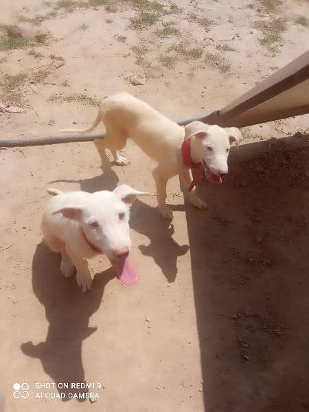White Kohati Bull Terrier - Gultair dog pair 1