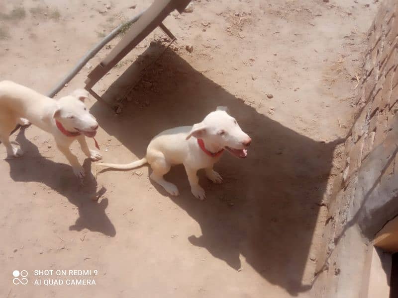 White Kohati Bull Terrier - Gultair dog pair 2