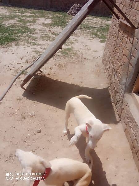 White Kohati Bull Terrier - Gultair dog pair 3