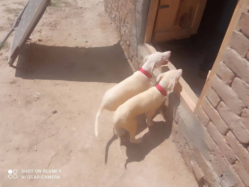 White Kohati Bull Terrier - Gultair dog pair 4