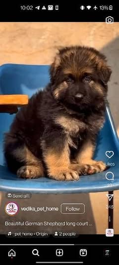 German Shepherd Pedigree Pups For Sale