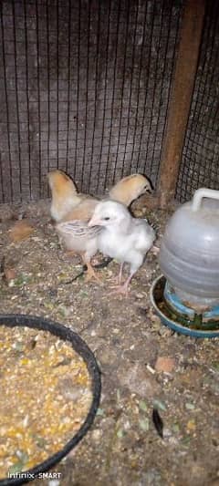 White Hera Aseel ka chicks for sale