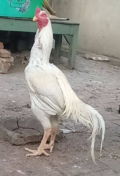 White Hera Aseel ka chicks for sale 2