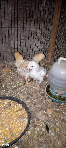 4 Hera Aseel ka chicks for sale 1