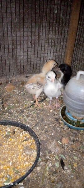 4 Hera Aseel ka chicks for sale 2