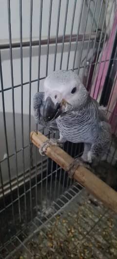African Grey Parrot pair Hand Tamed 0