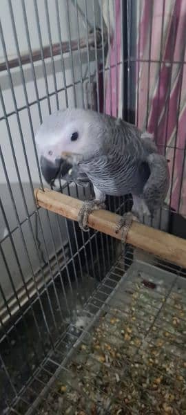 African Grey Parrot pair Hand Tamed 1