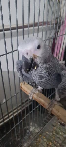 African Grey Parrot pair Hand Tamed 2