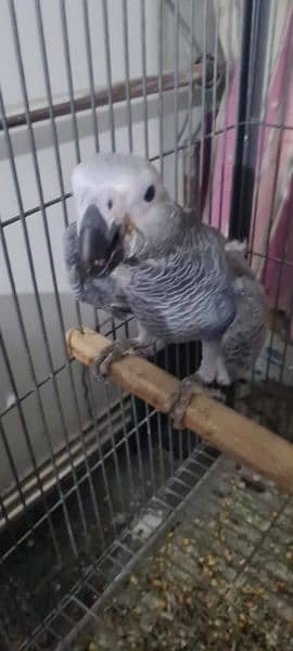 African Grey Parrot pair Hand Tamed 3