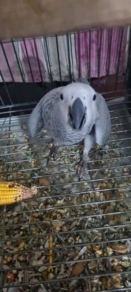 African Grey Parrot pair Hand Tamed 4