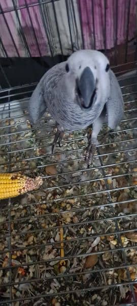 African Grey Parrot pair Hand Tamed 5