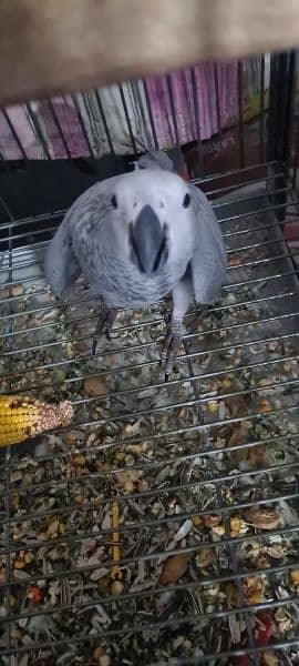 African Grey Parrot pair Hand Tamed 6