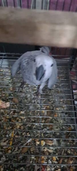 African Grey Parrot pair Hand Tamed 7