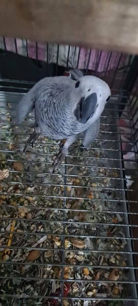African Grey Parrot pair Hand Tamed 8