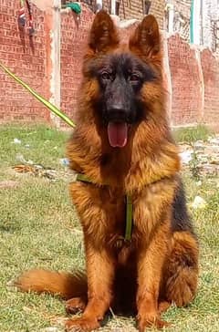 long coat male available for sale