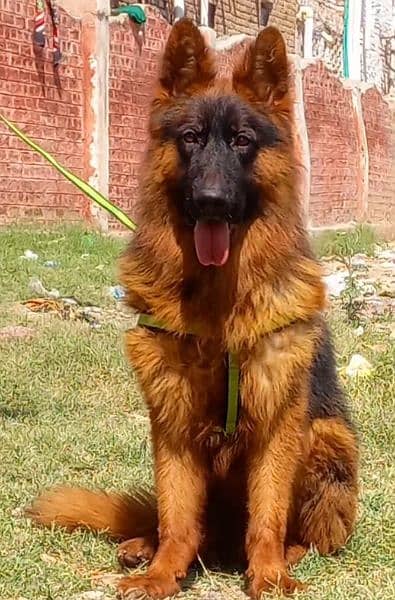 long coat male available for sale 0