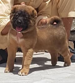 King kurdish kangaal male pure breed security dog 2months for sale