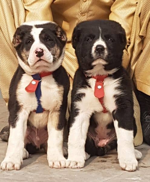 King Alabai pair pure breed security dog 2months for sale 0