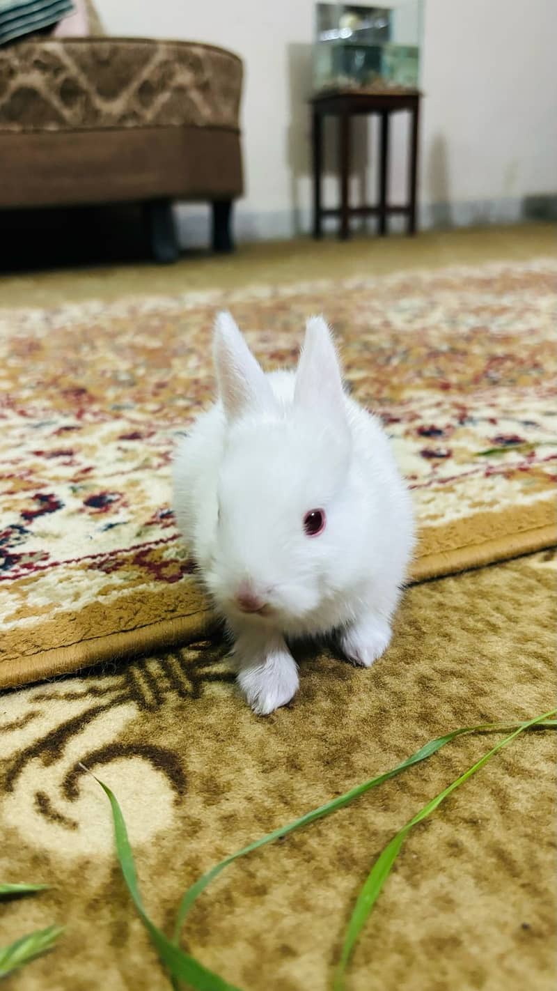 Baby Rabbits/Bunnies 1