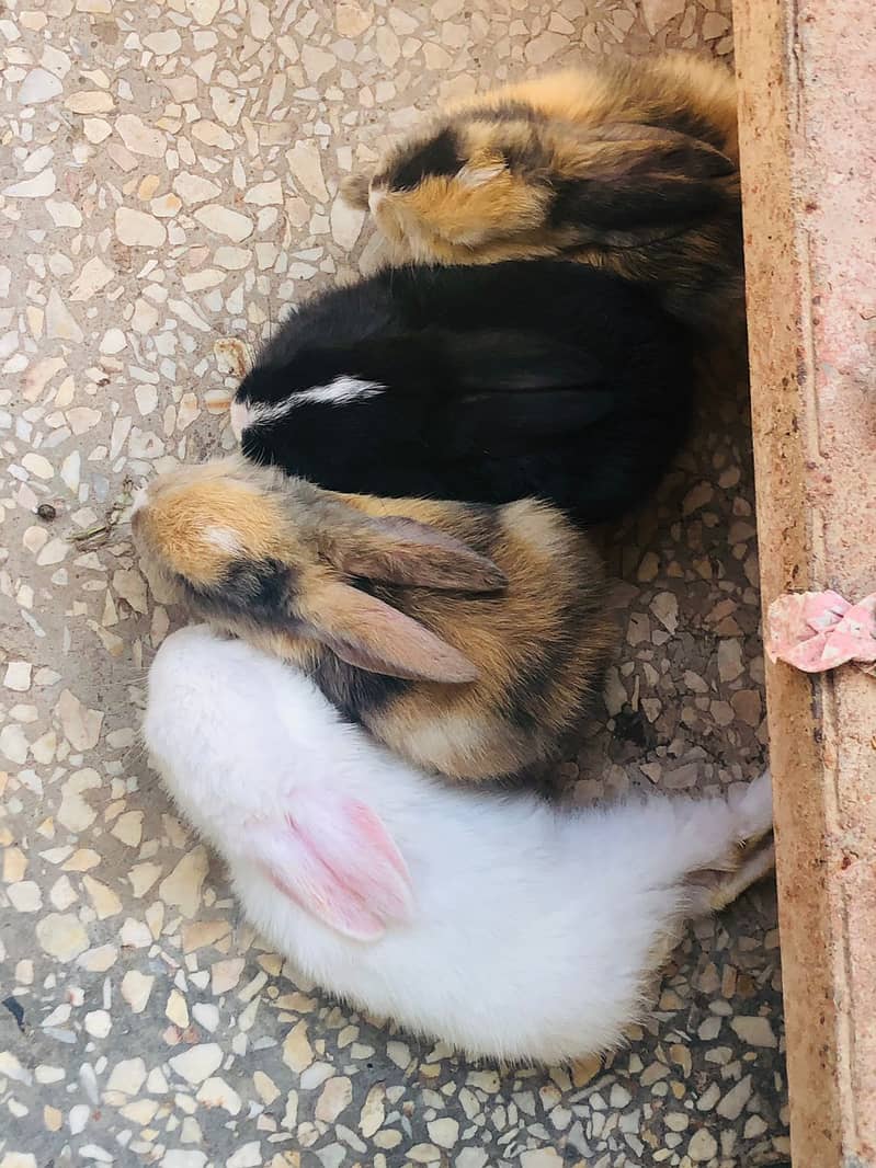 Baby Rabbits/Bunnies 5