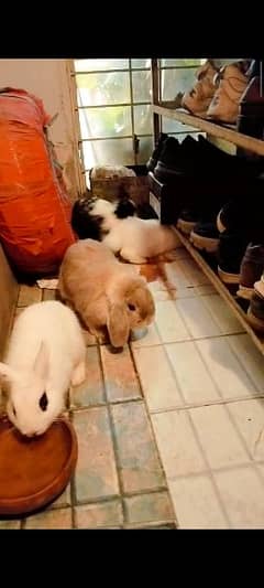 rabbits for sale
