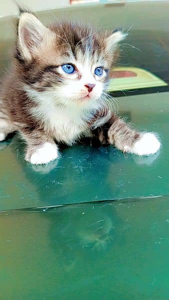 Triple Coated Persian Kittens For Sale 1