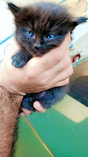 Triple Coated Persian Kittens For Sale 8