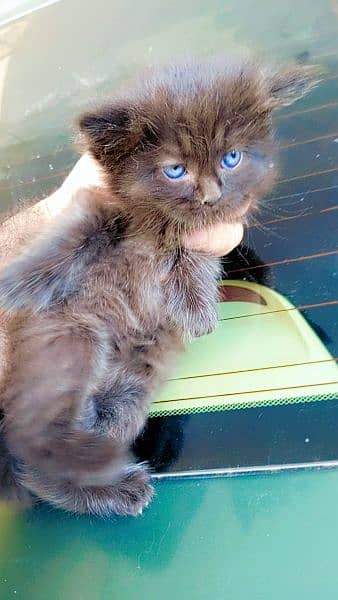 Triple Coated Persian Kittens For Sale 9