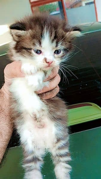 Triple Coated Persian Kittens For Sale 13