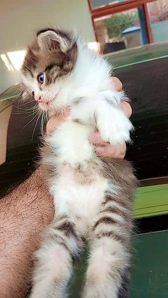 Triple Coated Persian Kittens For Sale 15