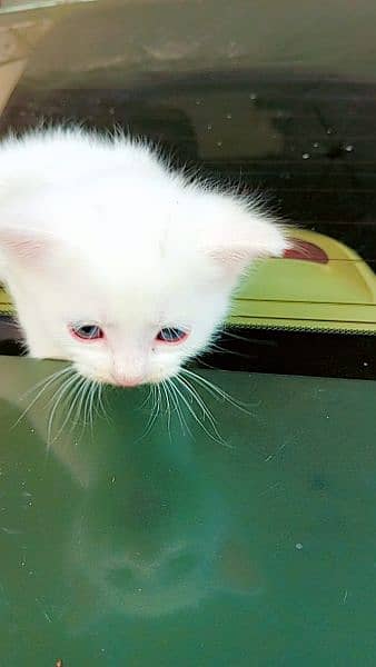 Triple Coated Persian Kittens For Sale 16