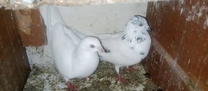kabili Gola Hawaii pigeon /450 total 25 se 30 Hain