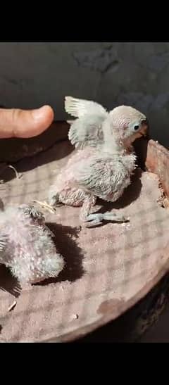 blue parcel chick love bird for hand tame available  2 chick h