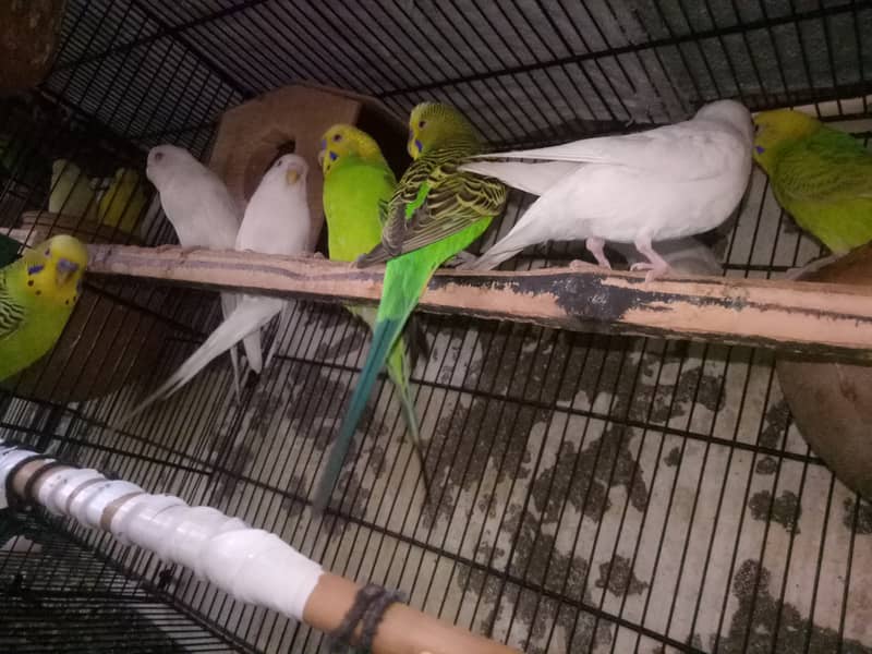 Budgies  and red eyes 0