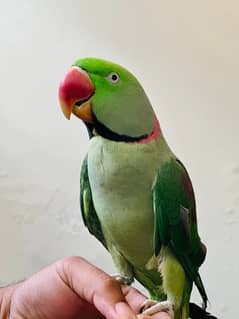 Beautifull Parrots pairs 0