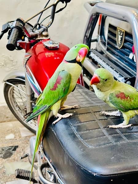 Beautifull Parrots pairs 3