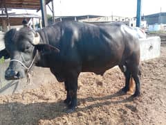 Elite Bull (Indigenous Breeds of Pakistan)