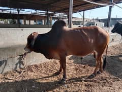 Elite Bull (Indigenous Breeds of Pakistan)