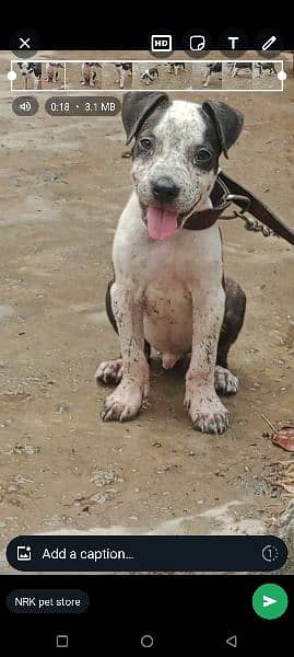 pitbull puppy for sale 1