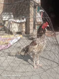 aseel Patha quality bird