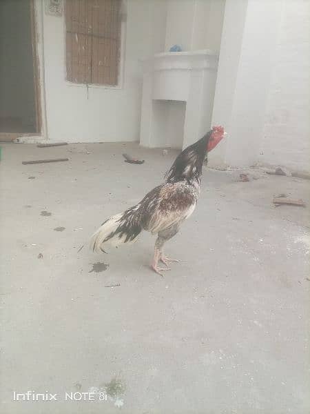 aseel Patha quality bird 2
