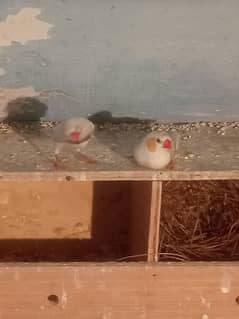 White finches+daimond dove