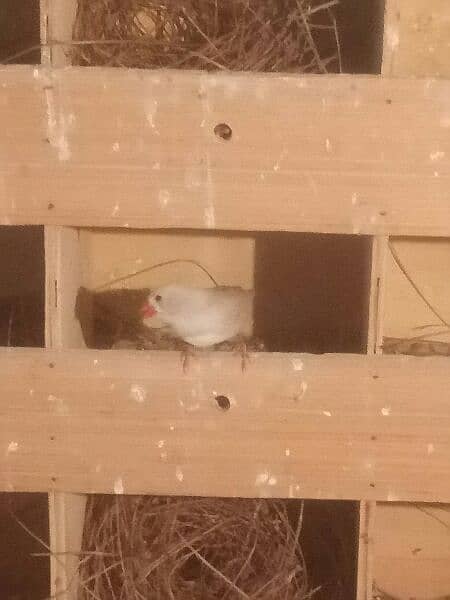 White finches+daimond dove 2