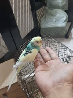 Home Tame Budgies (Full Trained) with Cage