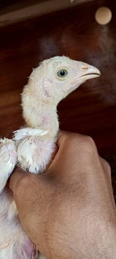 Heera chicks for sale