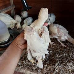 Heera chicks for sale 0