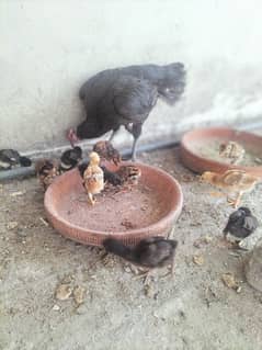 AsEeL male and female chicks for sale black madi  Pakistan Peshawar