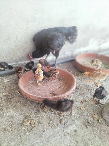 AsEeL male and female chicks for sale black madi  Pakistan Peshawar 0